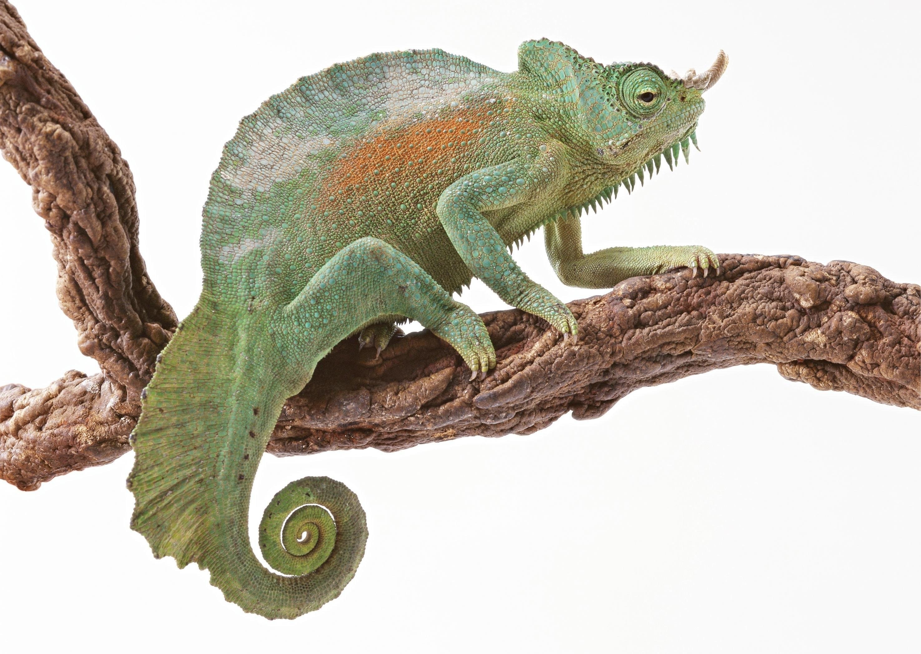 Green chameleon on branch