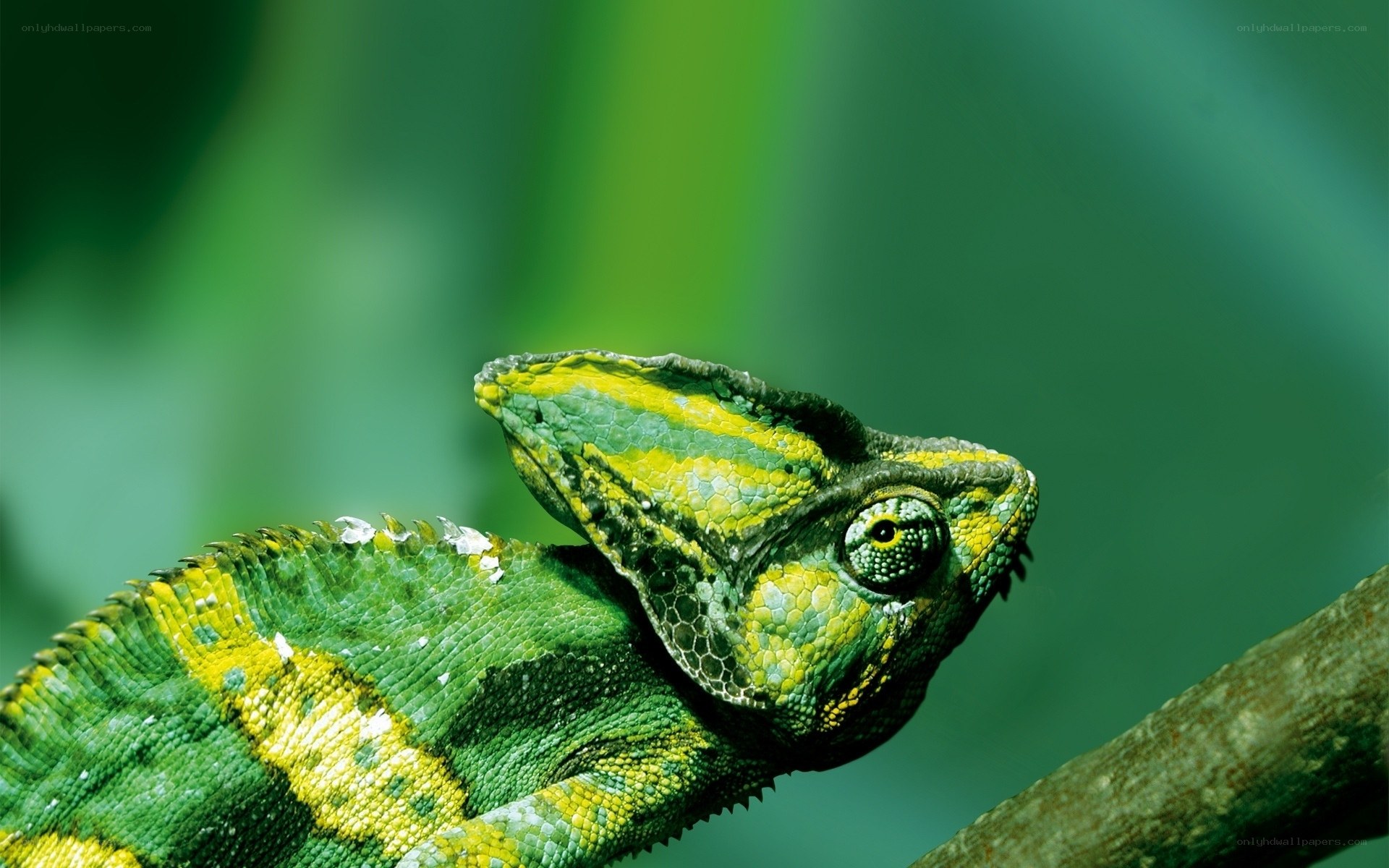 green chameleon on branch