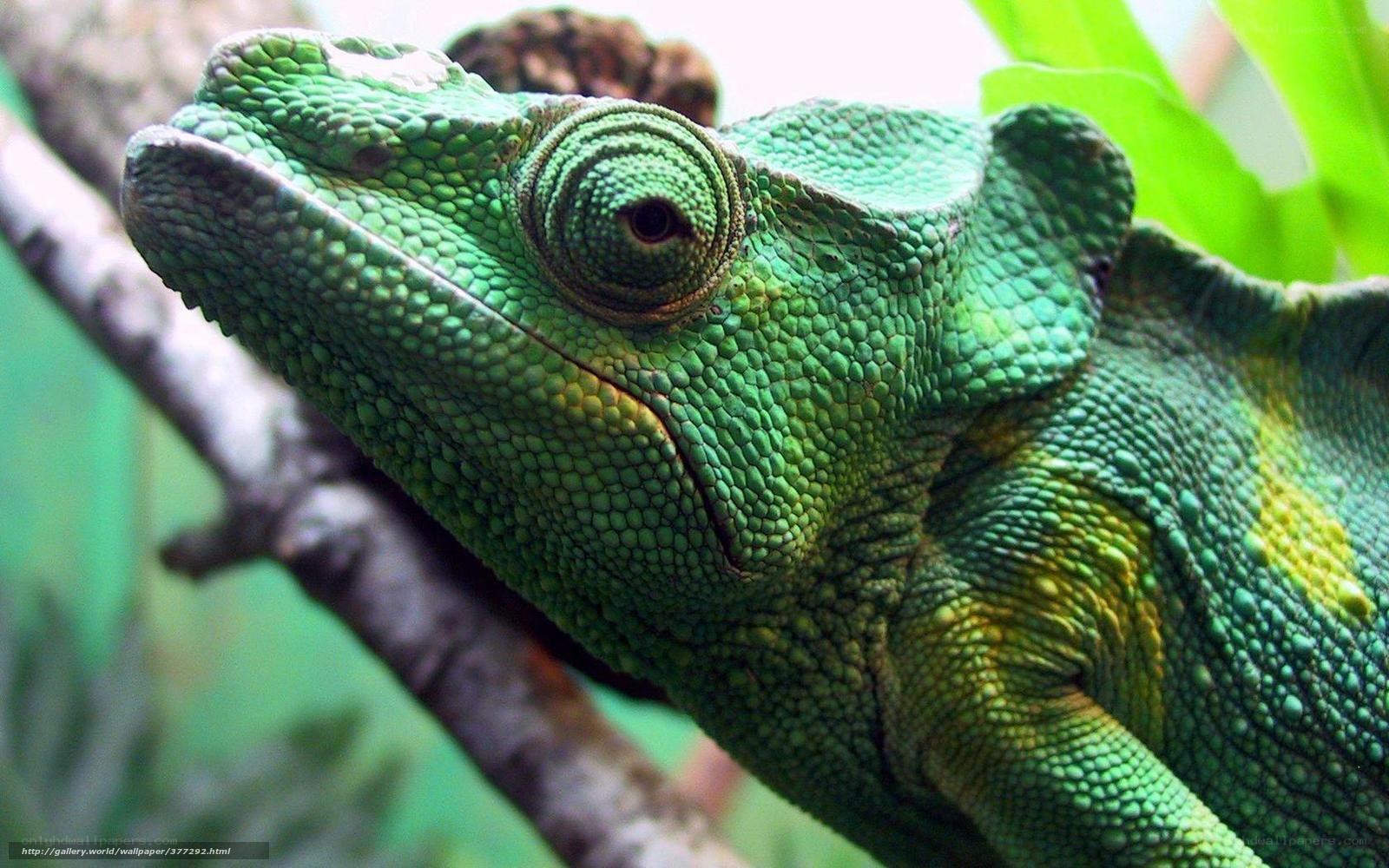 green chameleon on branch