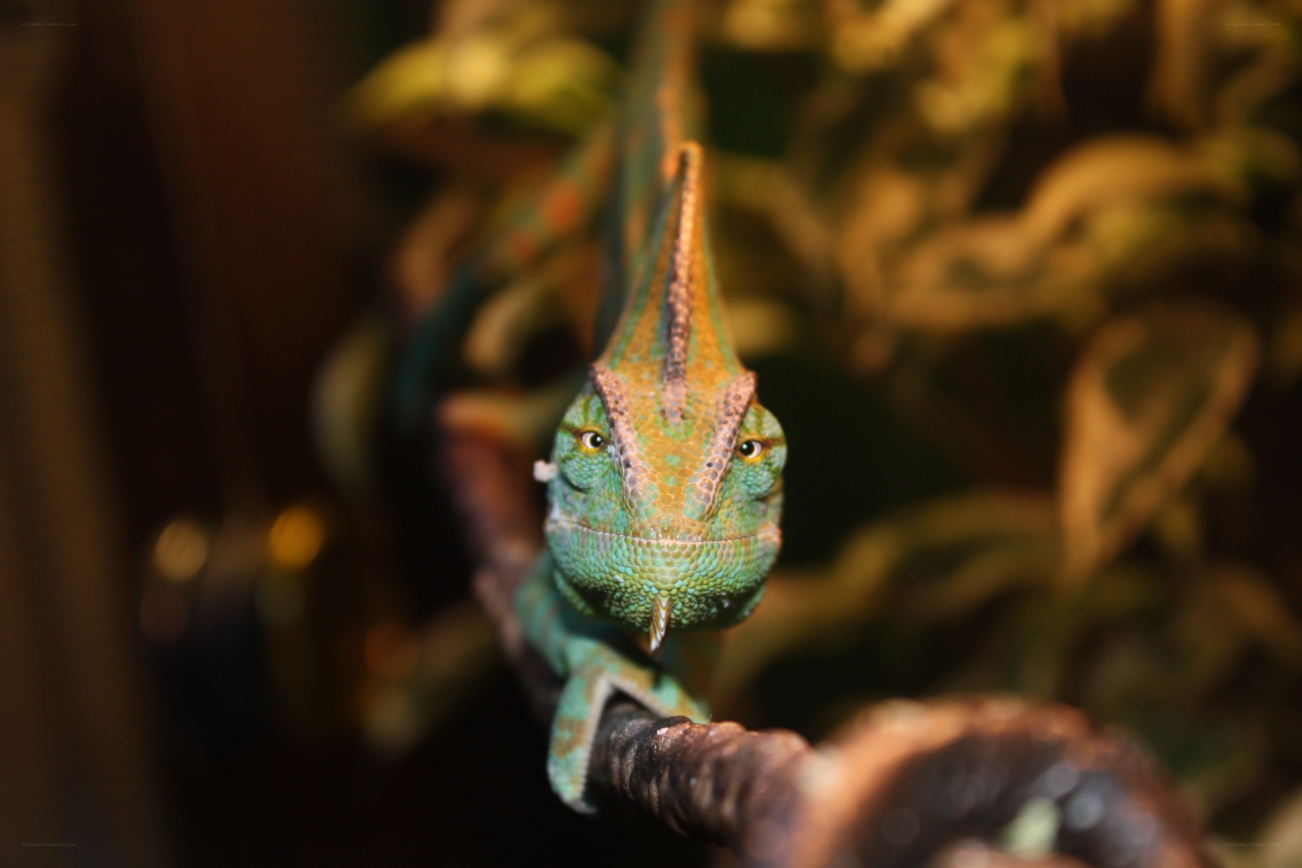 green chameleon on branch
