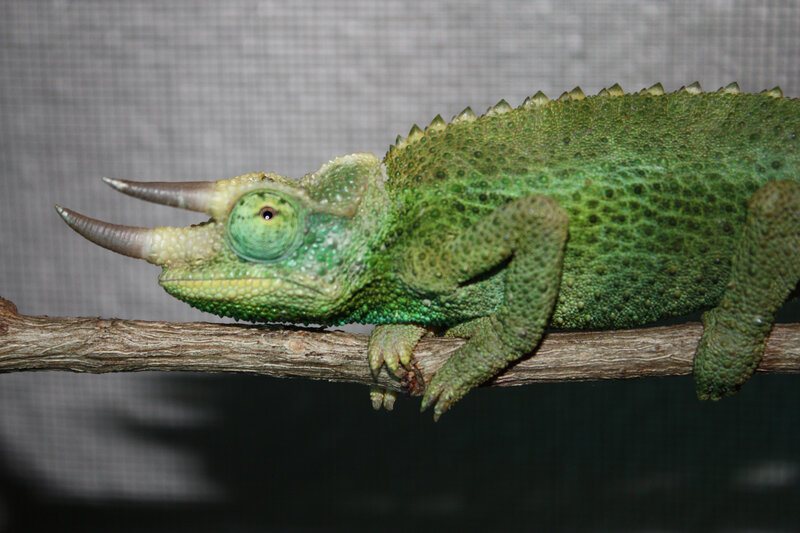 green chameleon on branch