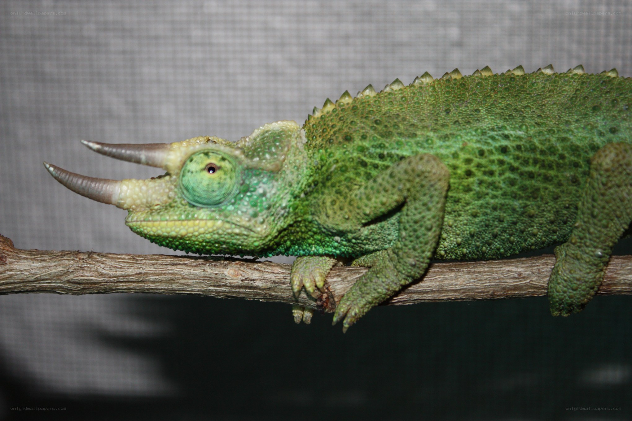 green chameleon on branch