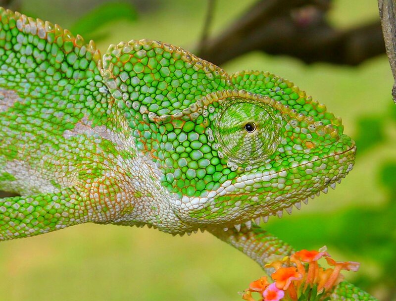 Green Chameleon on Branch — Calm, Afternoon, Photograph, Flowers