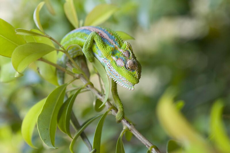 Green Chameleon on Branch — Calm, Afternoon, Photograph, Leaves, Blue