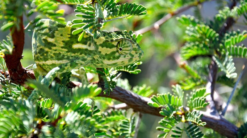 Green Chameleon on Branch — Calm, Afternoon, Photograph, Leaves, Sunlight