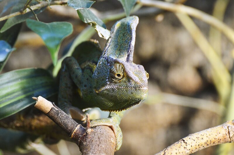 Green Chameleon on Branch — Calm, Afternoon