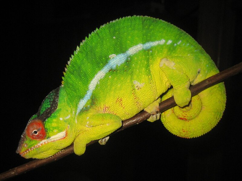 Green Chameleon on Branch — Calm, Night