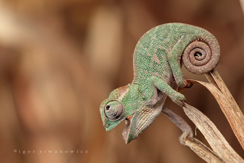 Green Chameleon on Branch — Calm, Photograph, Eye