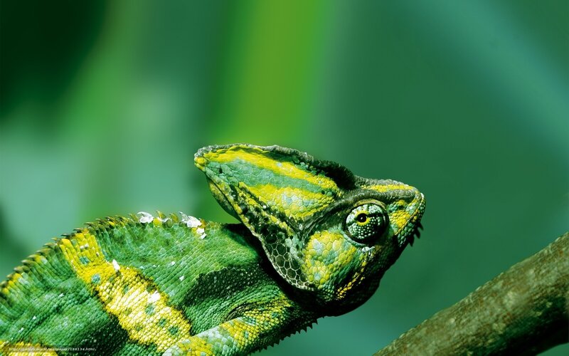 Green Chameleon on Branch — Calm, Photograph, Forest