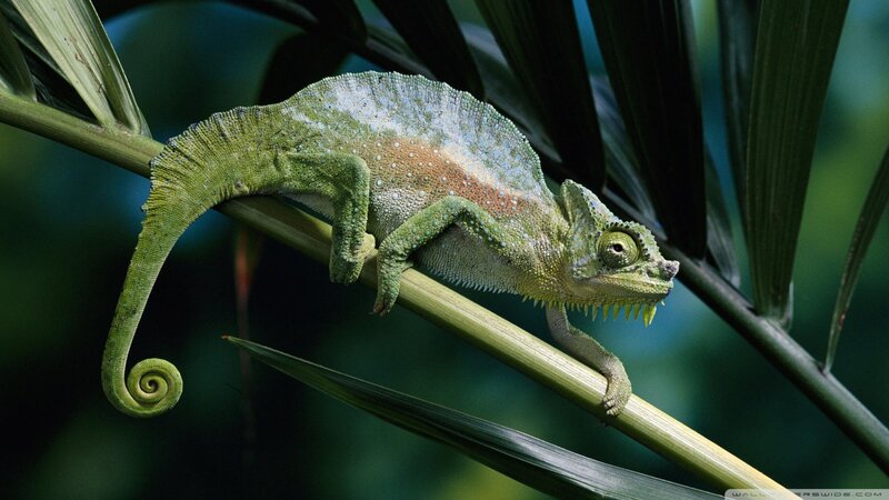 Green Chameleon on Branch — Calm, Photograph, Leaf, Tail
