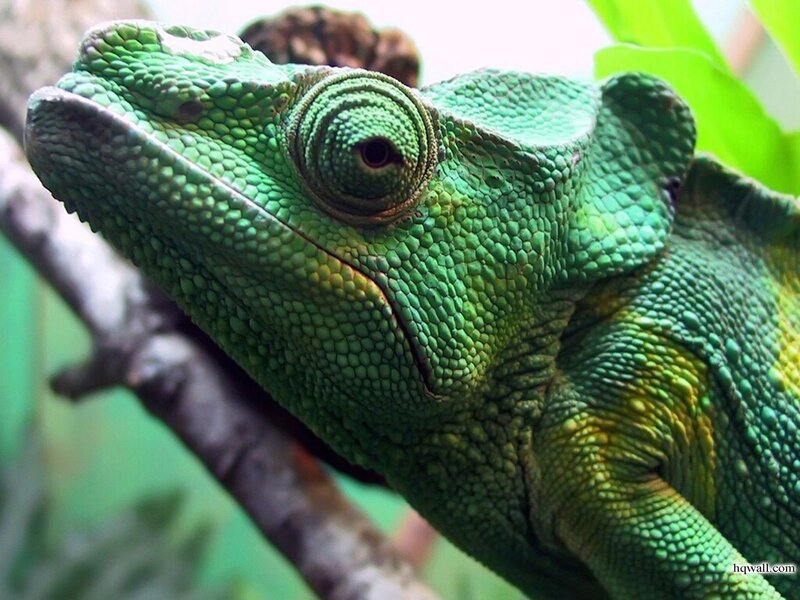 Green Chameleon on Branch — Calm, Photograph, Leaf
