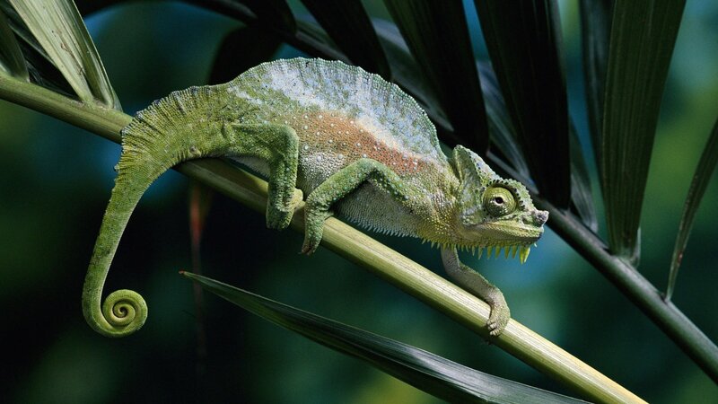 Green Chameleon on Branch — Calm, Photograph, Leaf, Tropical Plant, Brown