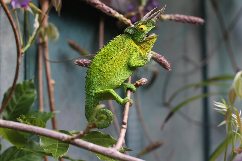 Green Chameleon on Branch — Calm, Photograph, Leaves, Flowers