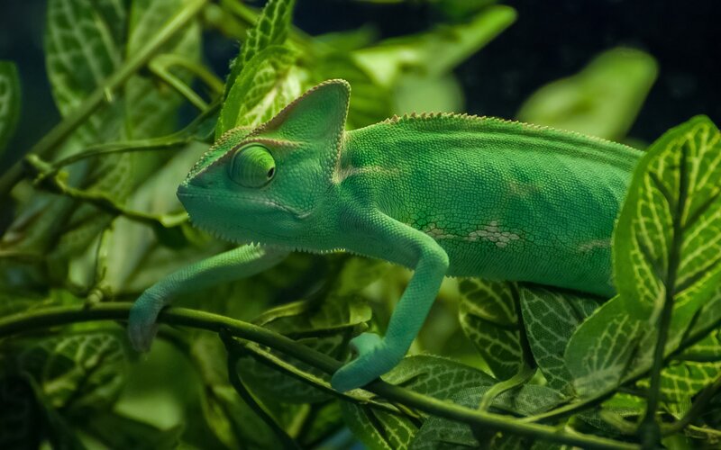 Green Chameleon on Branch — Calm, Photograph, Leaves, Plant