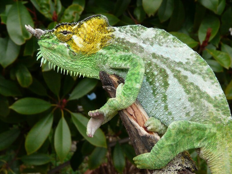 Green Chameleon on Branch — Calm, Photograph, Leaves, Yellow, White