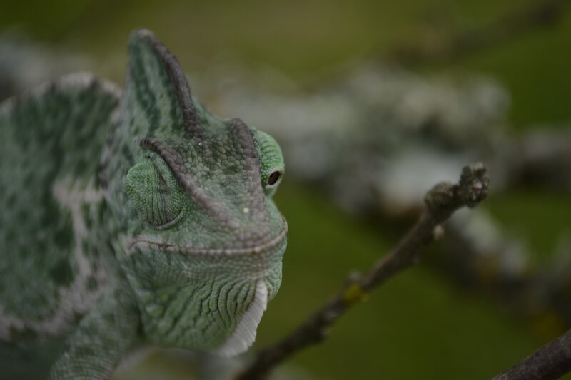 Green Chameleon on Branch — Calm, Photograph, Lizard