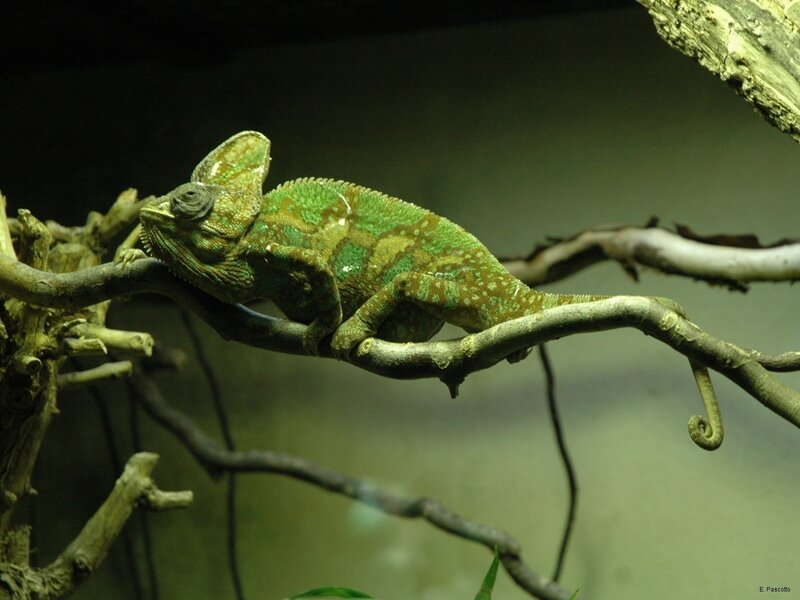 Green Chameleon on Branch — Calm, Photograph, Reptile, Brown