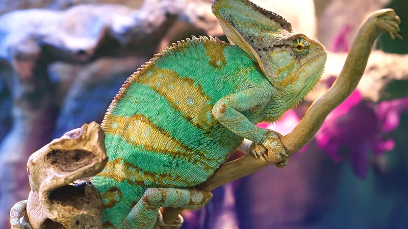 Green Chameleon on Branch — Calm, Photograph, Rock