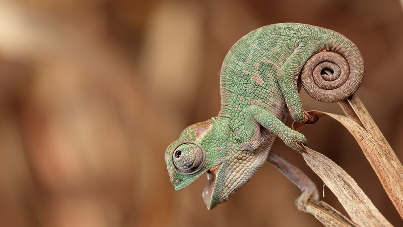 Green Chameleon on Branch — Calm, Photograph, Tail