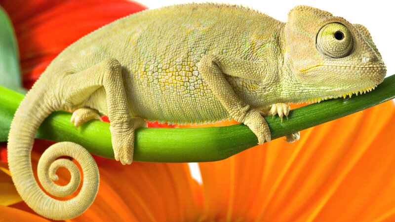 Green Chameleon on Branch — Calm, Photograph