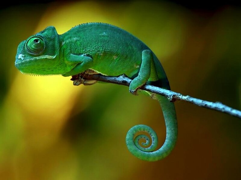 Green Chameleon on Branch — Calm