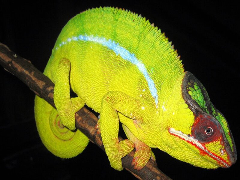 Green Chameleon on Branch — Dramatic, Night, Photograph, Yellow