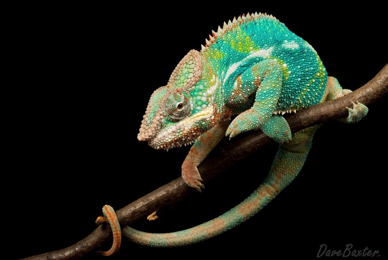 Green Chameleon on Branch — Dramatic, Photograph, Black Background