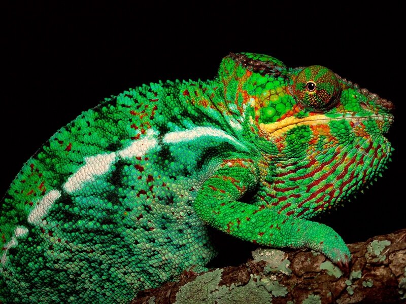 Green Chameleon on Branch — Dramatic, Photograph, Lizard