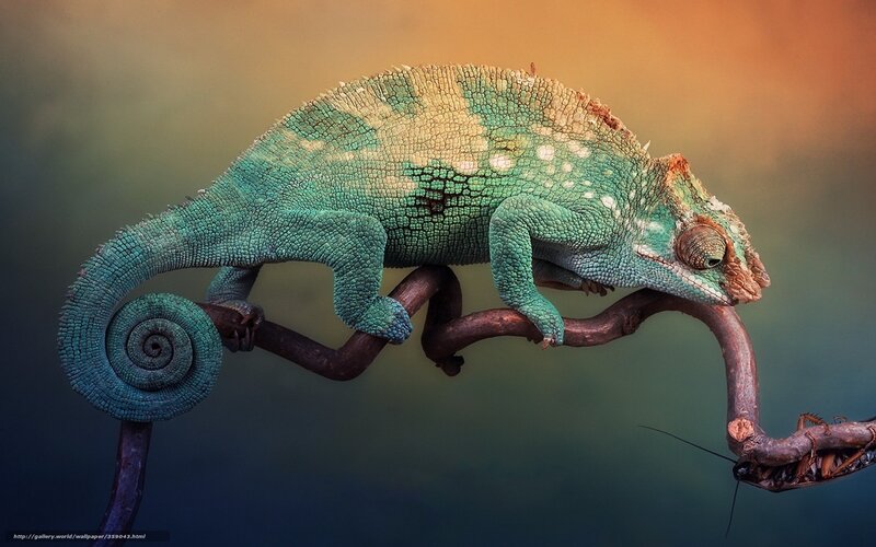 Green Chameleon on Branch — Dramatic, Sunset, Photograph, Insect