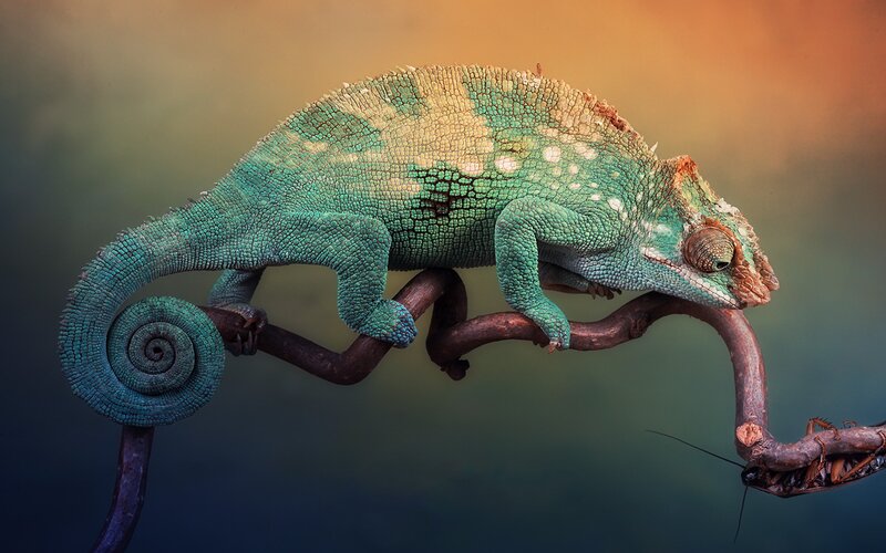 Green Chameleon on Branch — Dramatic, Sunset, Photograph