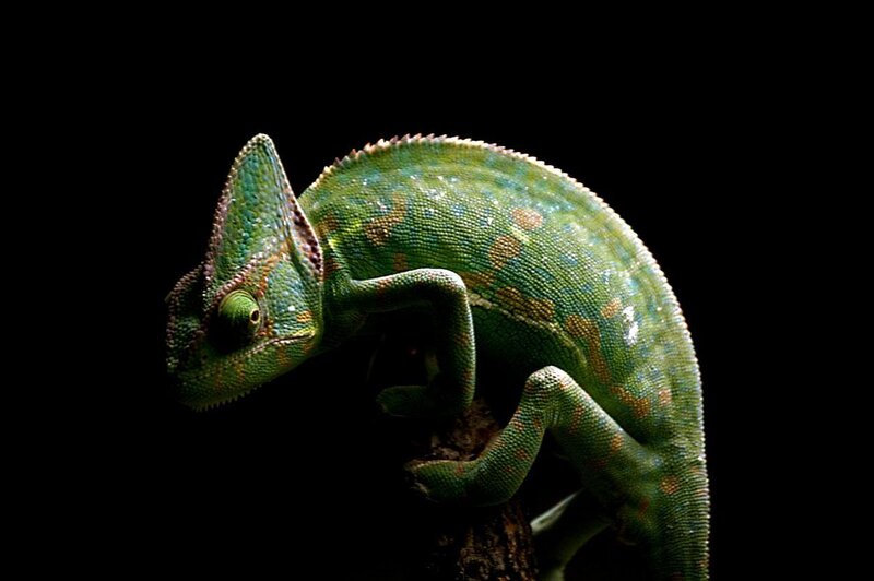 Green Chameleon on Branch — Dramatic