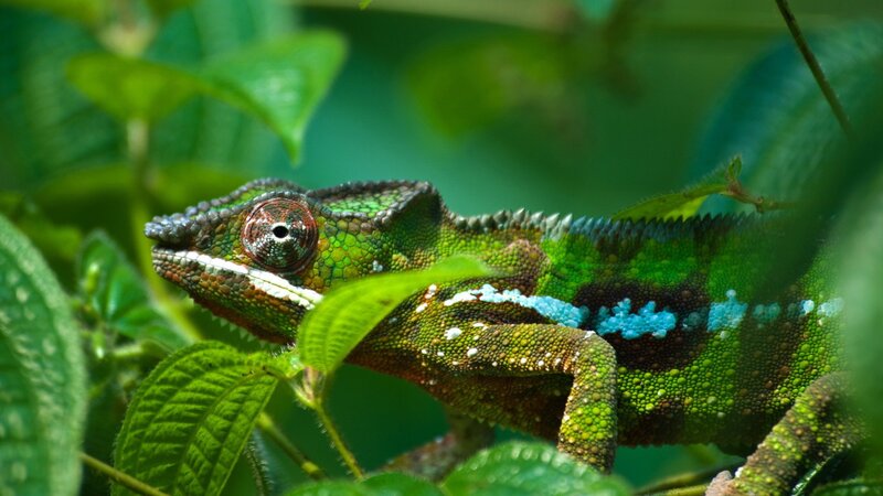 Green Chameleon on Branch — Natural, Afternoon, Photograph, Leaves, Blue