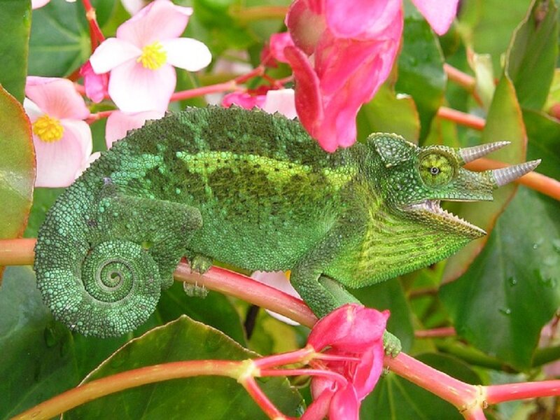 Green Chameleon on Branch — Natural, Afternoon