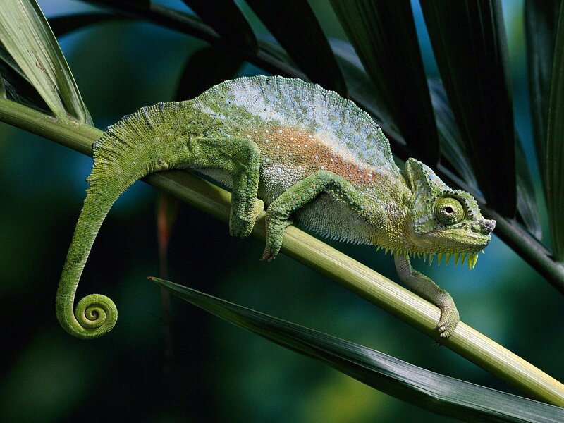 Green Chameleon on Branch — Natural, Photograph, Leaf