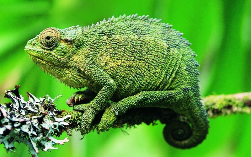 Green Chameleon on Branch — Natural, Photograph, Moss