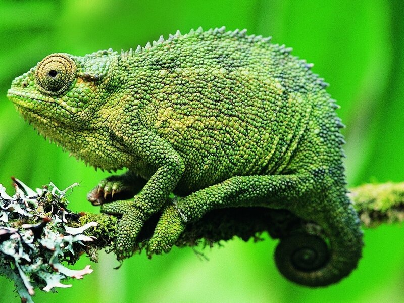 Green Chameleon on Branch — Natural, Photograph