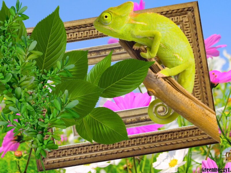 Green Chameleon on Branch — Natural, Spring