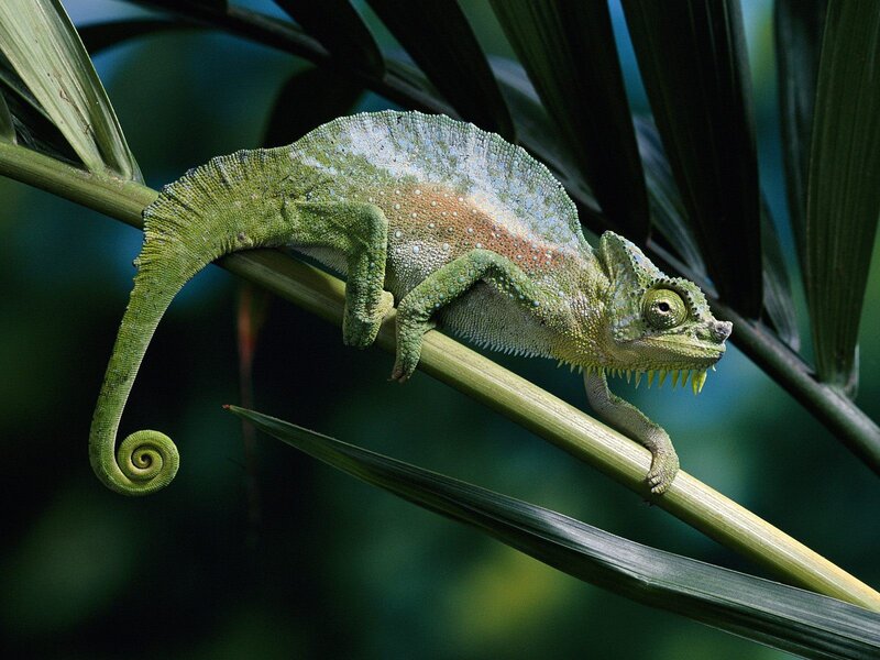 Green Chameleon on Branch — Tropical Plant