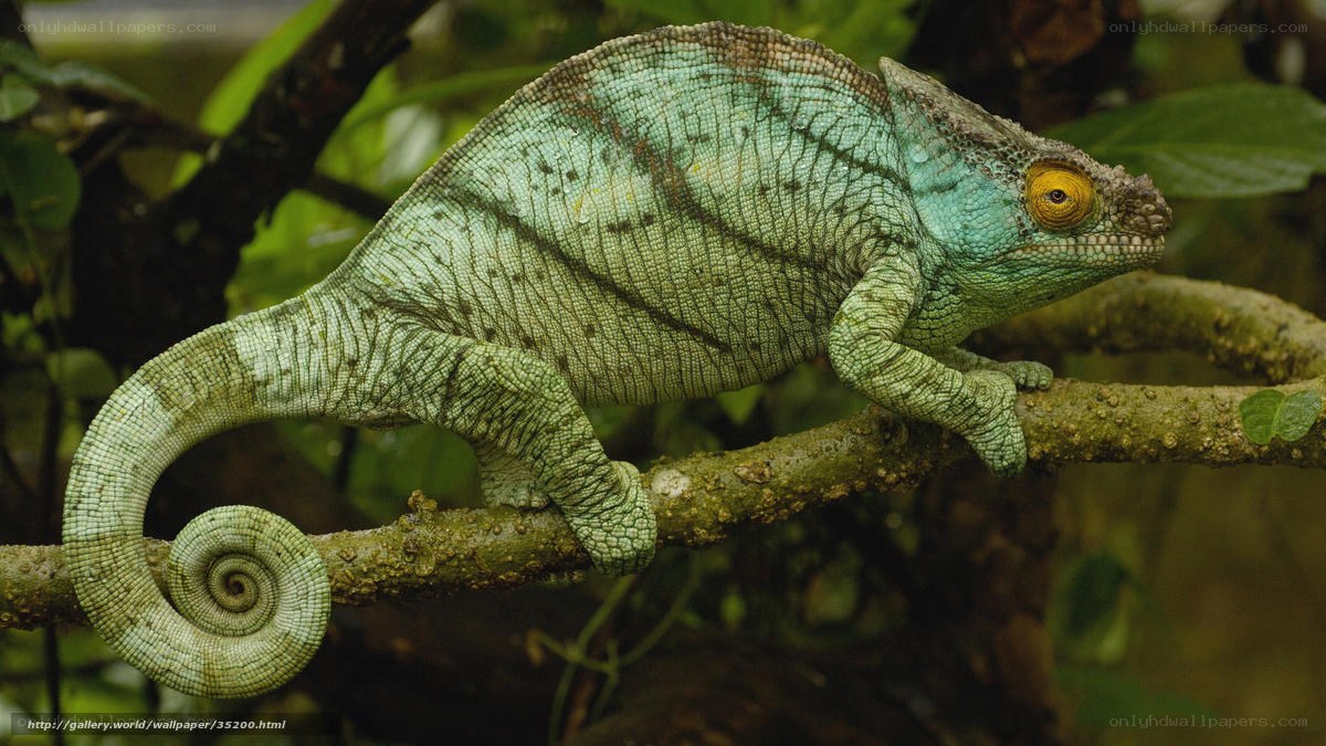 green chameleon on branch