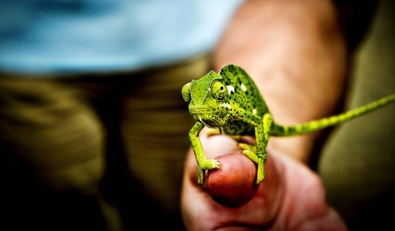 Green Chameleon on Finger