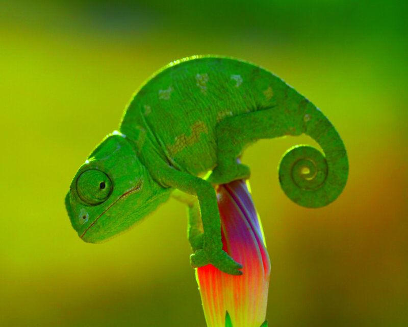 Green Chameleon on Flower — Calm