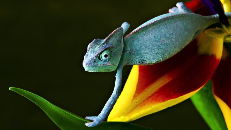 Green Chameleon on Flower — Dramatic