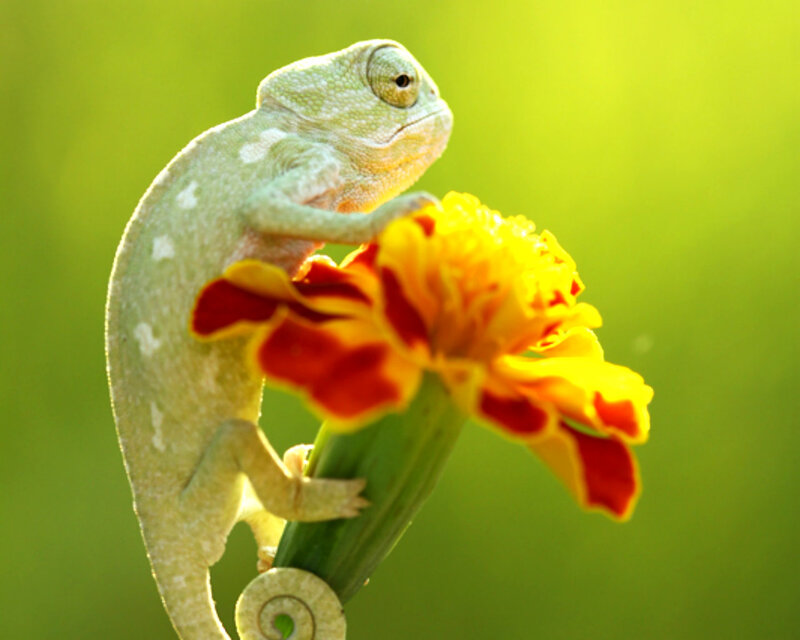 Green Chameleon on Flower — Serene