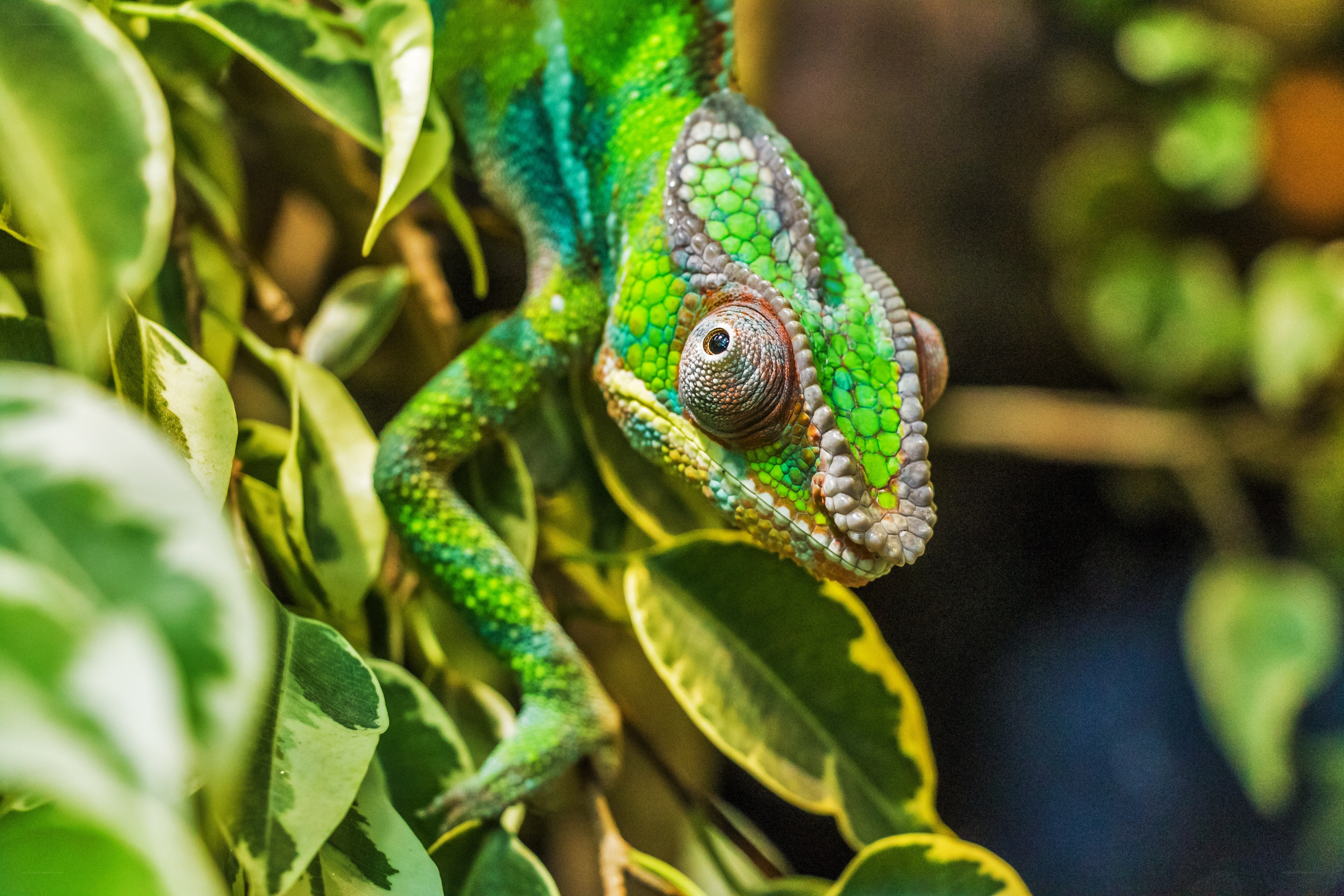 Green chameleon on foliage