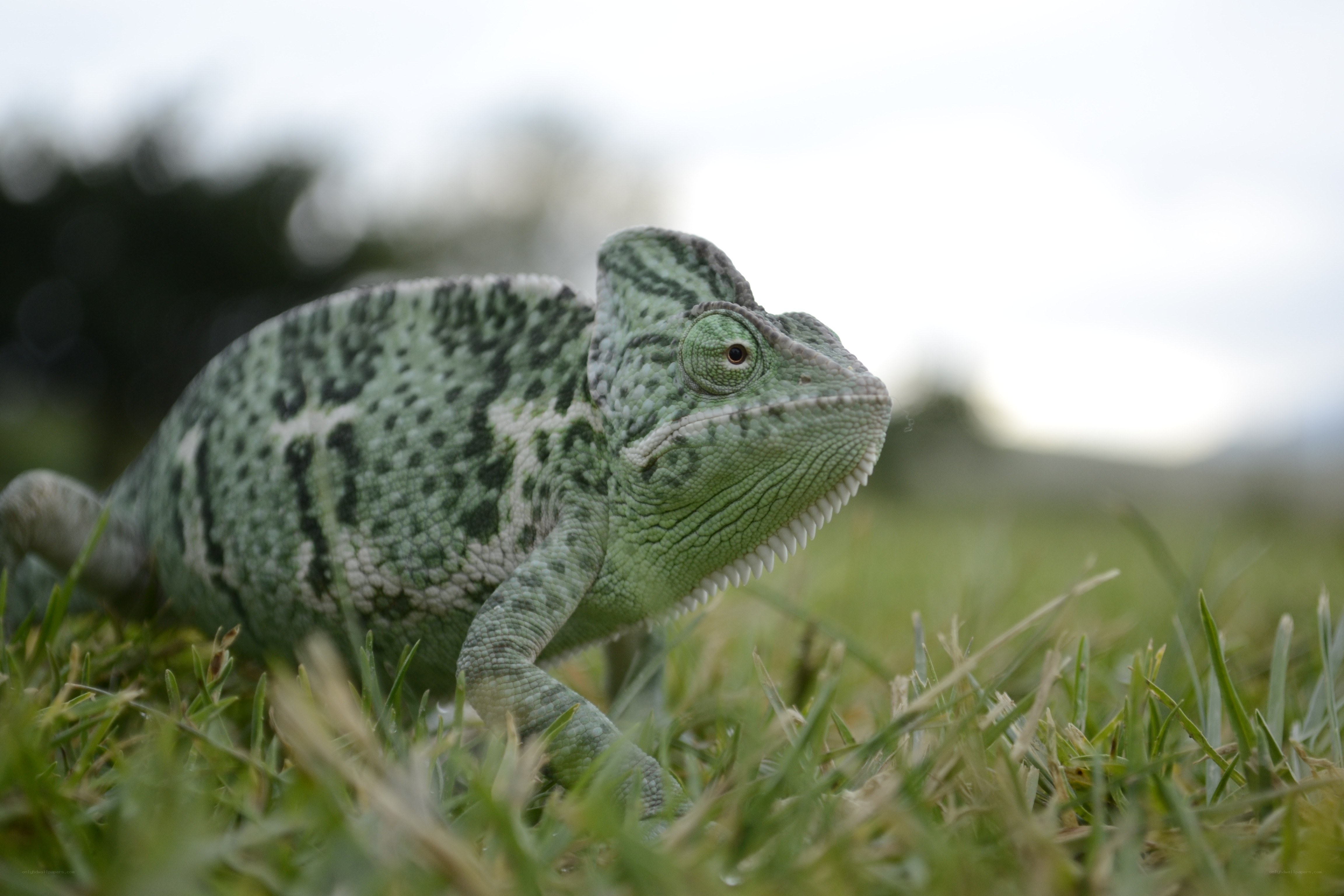 green chameleon on grass