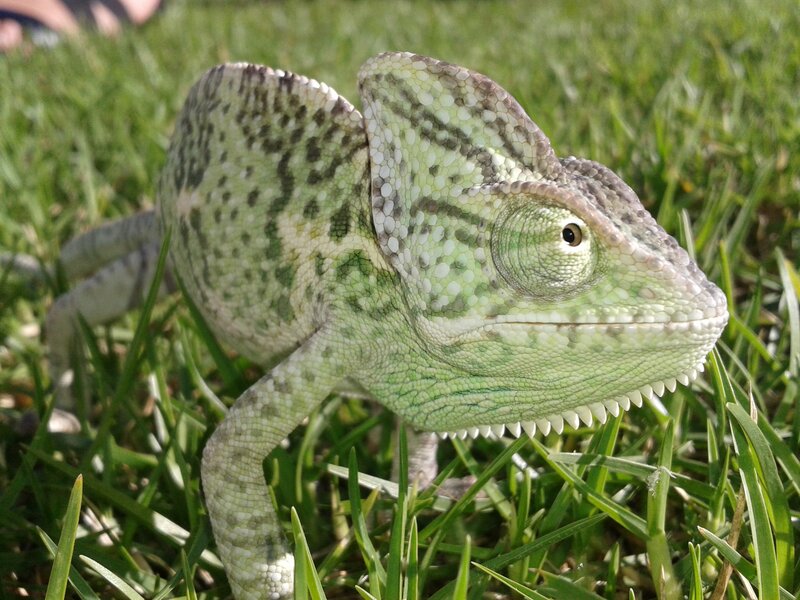 Green Chameleon on Grass — Calm