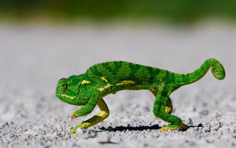 Green chameleon on gravel