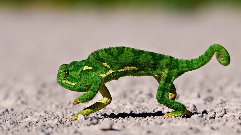 green chameleon on gravel