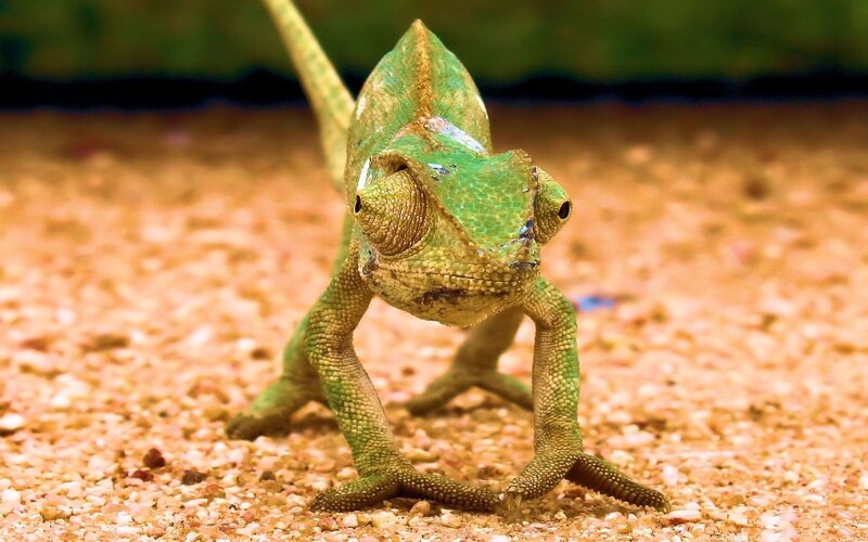 green chameleon on gravel