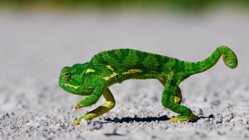 green chameleon on gravel
